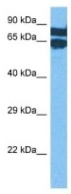 LAP1B Rabbit anti-Human, Polyclonal, Novus Biologicals 100 &mu;g; Unconjugated:Antibodies,